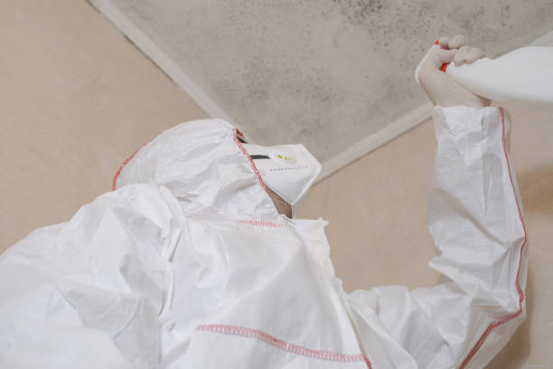 Best Insurance-Related Mold Remediation in Vineyard Haven, MA