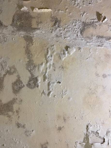 Best Localized Mold Remediation (e.g., coastal areas, humid climates) in Vineyard Haven, MA