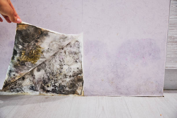 Best Emergency Mold Remediation in Vineyard Haven, MA